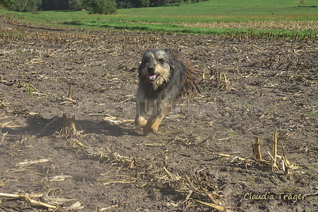 Kuhnis Hunde und Schafe / Bild 5 von 51 / 09.10.2021 15:24 / DSC_9570.JPG