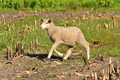 Kuhnis Hunde und Schafe / Bild 7 von 51 / 09.10.2021 15:26 / DSC_9601.JPG