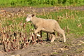 Kuhnis Hunde und Schafe / Bild 8 von 51 / 09.10.2021 15:26 / DSC_9604.JPG