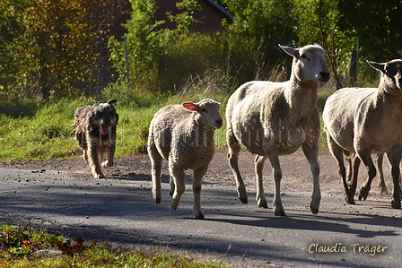 Kuhnis Hunde und Schafe / Bild 9 von 51 / 09.10.2021 15:31 / DSC_9657.JPG