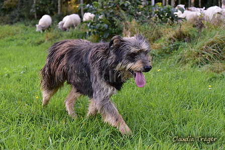 Kuhnis Hunde und Schafe / Bild 10 von 51 / 09.10.2021 15:38 / DSC_9751.JPG