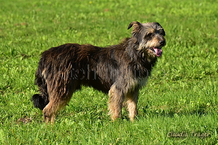 Kuhnis Hunde und Schafe / Bild 17 von 51 / 09.10.2021 15:48 / DSC_9856.JPG