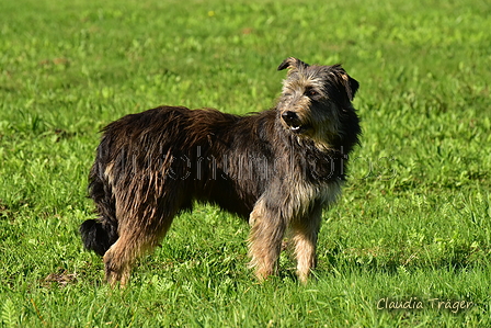 Kuhnis Hunde und Schafe / Bild 18 von 51 / 09.10.2021 15:48 / DSC_9860.JPG