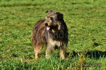 Kuhnis Hunde und Schafe / Bild 20 von 51 / 09.10.2021 15:56 / DSC_9929.JPG