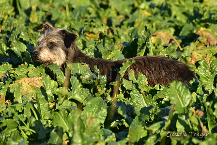 Kuhnis Hunde und Schafe / Bild 42 von 51 / 09.10.2021 17:18 / DSC_1295.JPG
