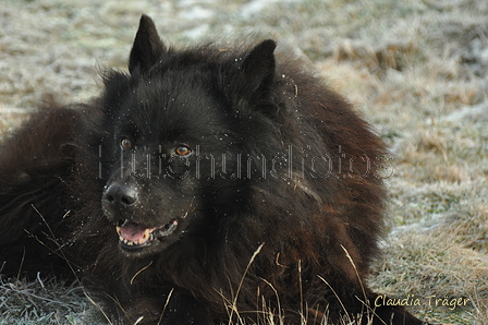 Schäfer Koch / Bild 4 von 38 / 20.01.2019 10:42 / DSC_6900.JPG