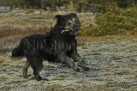 Schäfer Koch / Bild 8 von 38 / 20.01.2019 11:02 / DSC_7252.JPG