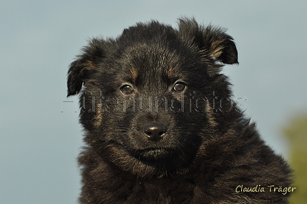 Schäfer Koch / Bild 19 von 38 / 20.01.2019 11:29 / DSC_7896.JPG