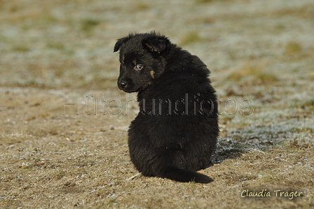 Schäfer Koch / Bild 23 von 38 / 20.01.2019 11:48 / DSC_8372.JPG
