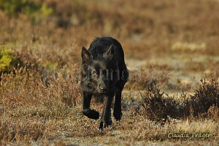 Schäfer Koch / Bild 32 von 38 / 20.01.2019 12:15 / DSC_8960.JPG