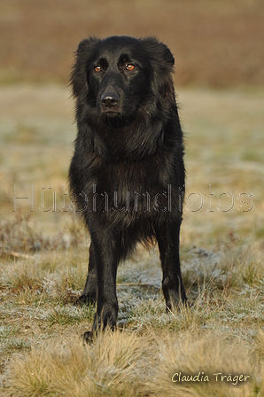 Schäfer Koch / Bild 37 von 38 / 20.01.2019 12:19 / DSC_9066.JPG