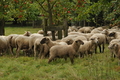 Vorschau von Bild 288 von 620
