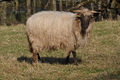 Vorschau von Bild 251 von 620