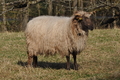 Vorschau von Bild 250 von 620