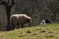 Schafe / Bild 210 von 620 / 26.03.2017 11:46 / DSC_0393.JPG