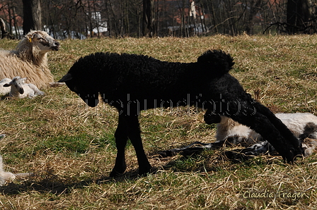 Schafe / Bild 201 von 620 / 26.03.2017 11:59 / DSC_0589.JPG