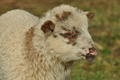 Vorschau von Bild 172 von 620