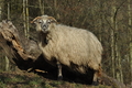 Vorschau von Bild 163 von 620