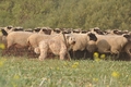 AAH Bundeshüten 2014 / Bild 66 von 175 / 20.09.2014 15:59 / DSC_4789.JPG