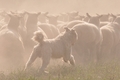 AAH Bundeshüten 2014 / Bild 70 von 175 / 20.09.2014 16:03 / DSC_4886.JPG