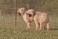 AAH Bundeshüten 2014 / Bild 75 von 175 / 20.09.2014 16:29 / DSC_5268.JPG