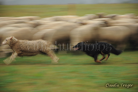 AAH Bundesh&uuml;ten 2016 / Bild 6 von 163 / 17.09.2016 11:22 / DSC_4523.JPG