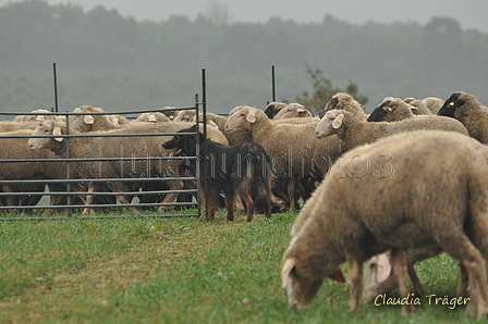 AAH Bundesh&uuml;ten 2016 / Bild 9 von 163 / 17.09.2016 13:20 / DSC_0946.JPG