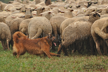 AAH Bundeshüten 2016 / Bild 38 von 163 / 17.09.2016 15:37 / DSC_2559.JPG