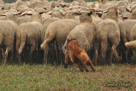 AAH Bundeshüten 2016 / Bild 41 von 163 / 17.09.2016 15:37 / DSC_2562.JPG