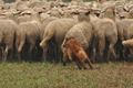 AAH Bundeshüten 2016 / Bild 41 von 163 / 17.09.2016 15:37 / DSC_2562.JPG