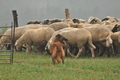 AAH Bundeshüten 2016 / Bild 42 von 163 / 17.09.2016 15:38 / DSC_2599.JPG