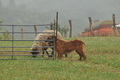 AAH Bundeshüten 2016 / Bild 43 von 163 / 17.09.2016 15:39 / DSC_2649.JPG