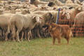 AAH Bundeshüten 2016 / Bild 48 von 163 / 17.09.2016 15:57 / DSC_2903.JPG