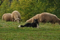 AAH Bundeshüten 2016 / Bild 49 von 163 / 18.09.2016 07:43 / DSC_2940.JPG