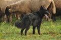 AAH Bundeshüten 2016 / Bild 64 von 163 / 18.09.2016 09:14 / DSC_3749.JPG