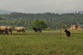 AAH Bundeshüten 2016 / Bild 70 von 163 / 18.09.2016 09:19 / DSC_3853.JPG