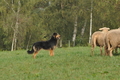 Vorschau von Bild 101 von 163