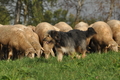 AAH Bundeshüten 2016 / Bild 102 von 163 / 18.09.2016 10:20 / DSC_4522.JPG