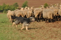 AAH Bundeshüten 2016 / Bild 103 von 163 / 18.09.2016 10:20 / DSC_4540.JPG