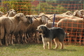 AAH Bundeshüten 2016 / Bild 112 von 163 / 18.09.2016 10:38 / DSC_4785.JPG