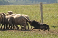 AAH Bundeshüten 2016 / Bild 143 von 163 / 18.09.2016 13:43 / DSC_6509.JPG