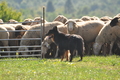 AAH Bundeshüten 2016 / Bild 144 von 163 / 18.09.2016 13:43 / DSC_6522.JPG