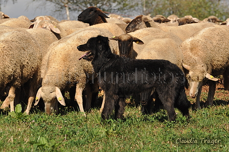 AAH Bundeshüten 2016 / Bild 156 von 163 / 18.09.2016 14:49 / DSC_7098.JPG