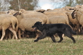 AAH Bundeshüten 2016 / Bild 160 von 163 / 18.09.2016 15:11 / DSC_7577.JPG