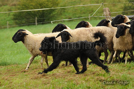 AAH Bundeshüten 2017 / Bild 3 von 352 / 09.09.2017 09:09 / DSC_9606.JPG