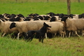 AAH Bundeshüten 2017 / Bild 5 von 352 / 09.09.2017 09:51 / DSC_9743.JPG