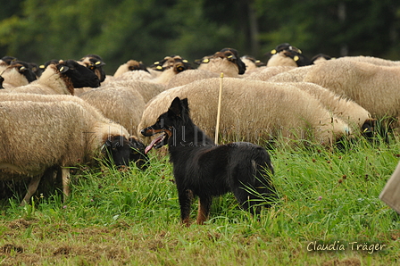 AAH Bundeshüten 2017 / Bild 6 von 352 / 09.09.2017 10:01 / DSC_9790.JPG