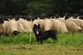 AAH Bundeshüten 2017 / Bild 7 von 352 / 09.09.2017 10:11 / DSC_9850.JPG