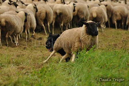 AAH Bundeshüten 2017 / Bild 17 von 352 / 09.09.2017 11:26 / DSC_0287.JPG