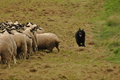 AAH Bundeshüten 2017 / Bild 19 von 352 / 09.09.2017 11:27 / DSC_0295.JPG